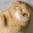 Andrew_an
